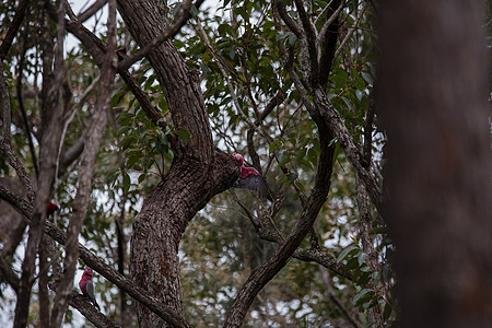 一对加拉哈人在树上调查他们的巢穴粉色鹦鹉蔷薇花动物爱情桉树蓝色野生动物荒野灰色图片