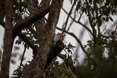 一对加拉哈人在树上调查他们的巢穴蔷薇花鸟类鹦鹉天空灰色玫瑰蓝色爱情野生动物动物图片