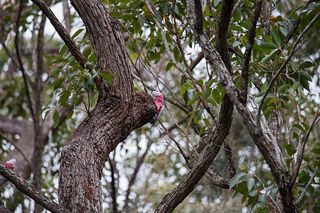 一对加拉哈人在树上调查他们的巢穴灰色荒野鸟类天空动物爱情野生动物鹦鹉桉树蓝色图片