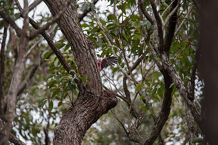鹦鹉飞一对加拉哈人在树上调查他们的巢穴天空荒野蔷薇花粉色鹦鹉玫瑰鸟类动物灰色桉树背景