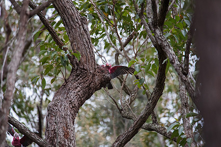 一对加拉哈人在树上调查他们的巢穴灰色荒野玫瑰蔷薇花动物鹦鹉天空桉树粉色野生动物图片