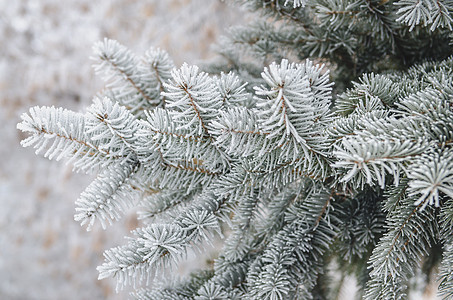 红树绿针上的霜冻和雪雪新年太阳树木森林白色分支机构宏观背景图片