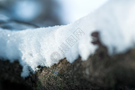 干燥林丛中的霜冻和雪雪白色新年分支机构太阳森林树木宏观背景图片