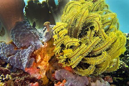 印度尼西亚北苏拉威西Lembeh环境珊瑚生物学潜艇殖民野生动物生态珊瑚礁水生生物多样性图片
