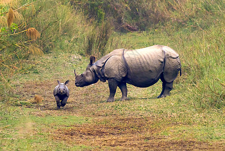 尼泊尔Bardia皇家国家公园 大一角犀牛Rhinoceros环境保护森林保护哺乳动物动物学生物学湿地环境食草喇叭图片