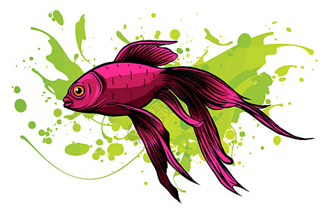 红鼓红鱼 带有精致细节的矢量插图绘画海鲜涂鸦鲤鱼素描海洋动物群复古水产动物图片