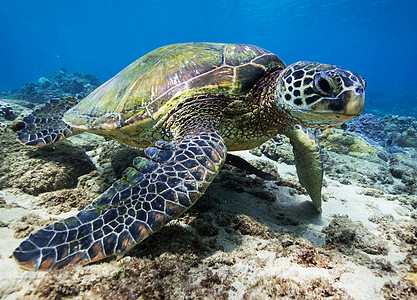 海底海洋生物图示旅游旅行游记行社世界图片