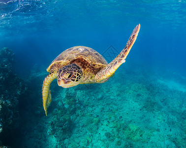 海底游记海底海洋生物图示游记行社旅游旅行世界背景