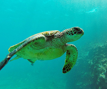 海底海洋生物图示旅游世界旅行行社游记图片