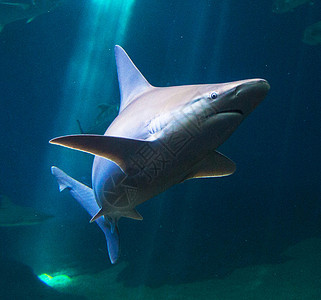 海底海洋生物图示旅行旅游游记行社世界背景图片