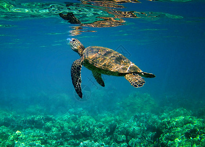 海底海洋生物图示行社世界旅行游记旅游图片