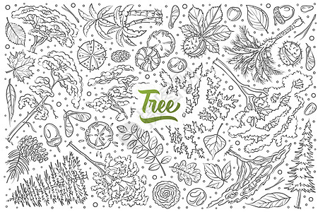 手绘树集涂鸦矢量背景生态植物生长生活松树热带植物群公园环保橡子图片