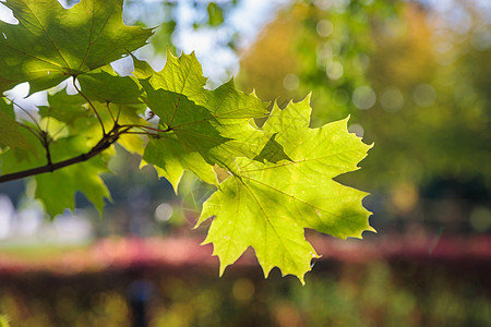 秋天公园的绿叶 季节是秋天植物群木头枫叶落叶金子太阳公园黄色背景橙子图片