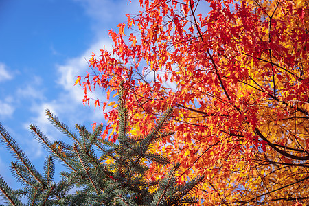 秋天公园有黄红叶的梅子黄叶橙子公园季节阳光金子枫叶绿叶背景太阳图片