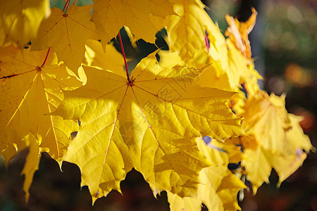 秋天公园的黄树叶 季节是秋天绿叶落叶公园阳光橙子枫叶太阳木头背景黄色图片