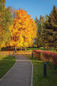 秋天公园有黄叶的梅子公园黄色橙子阳光背景落叶季节金子枫叶绿叶图片
