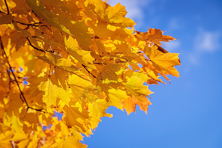 秋天公园有黄叶的梅子枫叶金子橙子落叶太阳阳光黄色季节绿叶公园图片