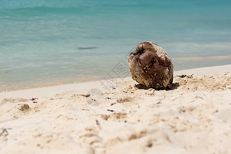 在加勒比海岸附近海的热带沙滩上的椰子假期情调坚果旅行天堂异国海岸线蓝色可可晴天图片