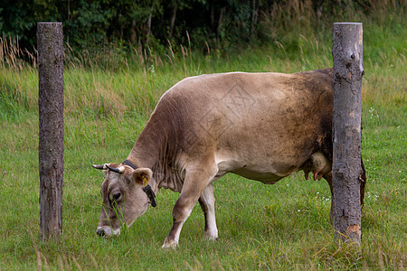 牛在农场上 在草地里生产牛奶农场奶制品农村哺乳动物动物牧场食物小牛场地公园图片
