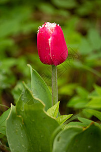 红郁金香紧贴在绿色可爱的绿花丛中 有晨露露图片