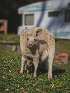 白袋鼠与她的欢乐一起放牧动物园袋鼠荒野灰色动物野生动物大袋鼠尾巴动物群哺乳动物图片