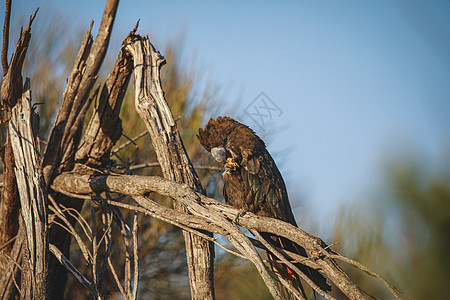 新南威尔士州乌拉杜拉 澳大利亚荒野大道黑色翅膀女性野生动物物种鸟类动物天空图片