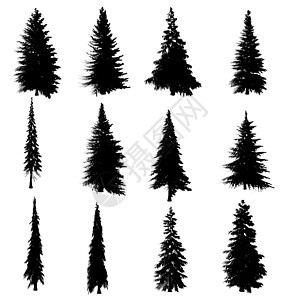 设置与孤立在白色背景上的树木的轮廓 一组不同形状的圣诞树 它制作图案矢量图片