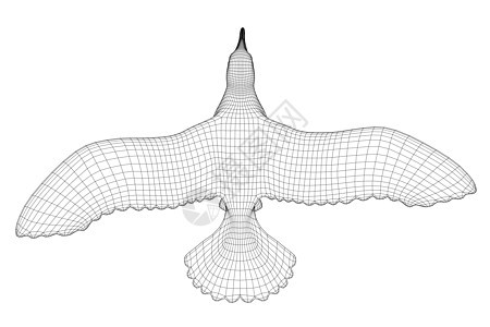 在白色背景上孤立的飞鸟线框 从上面看  3D 它制作图案矢量图片