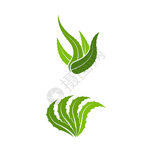 芦荟矢量图标设计它制作图案植物皮肤蕾丝温泉凝胶植物学沙龙化妆品药品皮肤科图片