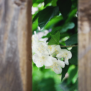 木墙后面有菲拉德尔弗斯的白花图片