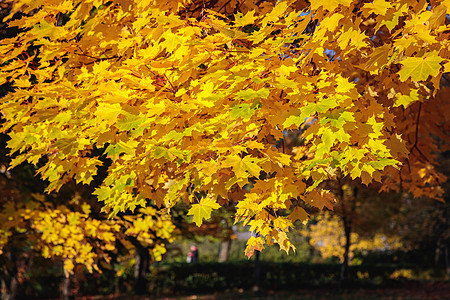 秋天公园有黄叶的梅子背景公园阳光太阳植物群枫叶绿叶金子季节橙子图片