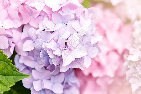 盛开的粉红色Hydrangea小布什花瓣园艺植物学粉色绣球花灌木夏花衬套花园植物图片