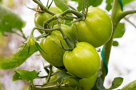 树枝上的绿色淡西红柿 在花园里种蔬菜背景图片