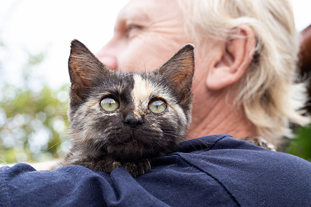 成年男子肩上的鼻子上有条纹的小猫儿 爱宠物图片