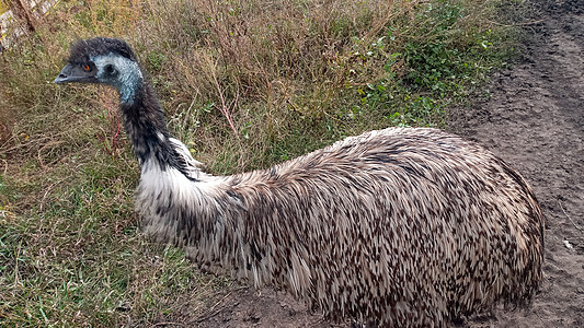澳大利亚Emu鸟的肖像动物好奇心身体公园家禽鸟类羽毛动物群头发摄影图片