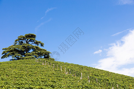 意大利皮埃蒙特地区全景乡村 巴拉洛市附近的风景葡萄园山爬坡旅游城市国家藤蔓旅行观光农业葡萄园山坡图片