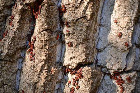橡树皮上的一群火虫团体花园橡木昆虫荒野木头漏洞胭脂萤火虫森林图片