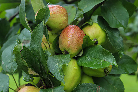 树枝上的绿色苹果 可以有选择性地集中和软的bokeh采摘农场花园植物果园生长食物园艺农业阳光叶子图片