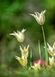 乌克兰图利普假期郁金香城市植物园花坛植物旅游植物群花园公共公园图片