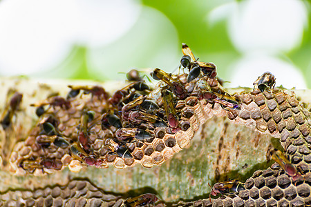 自然中的黄蜂和黄蜂巢黑色蜂巢翅膀昆虫危险细胞六边形蜂窝橙子建筑图片