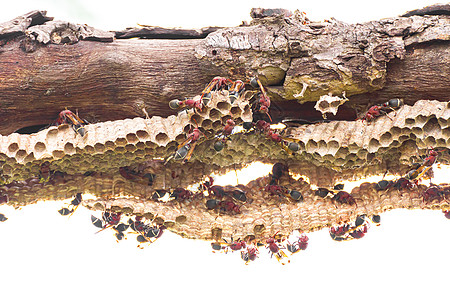 多层蜂窝树皮黑色的大黄蜂高清图片