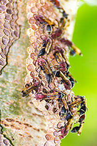 自然中的黄蜂和黄蜂巢黑色蜂巢殖民地昆虫家庭细胞野生动物危险建筑荒野图片