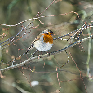 冬天的鸟胸部荒野橙子动物棕色红色野生动物红胸花园红斑图片
