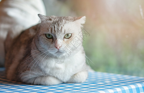 小猫咪在家放松 宠物在家蓝色睡眠虎斑哺乳动物眼睛毛皮晶须折叠短发头发图片