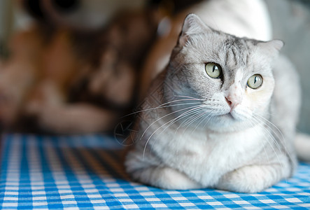 小猫咪在家放松 宠物在家蓝色猫咪短发虎斑晶须哺乳动物眼睛小猫动物毛皮图片