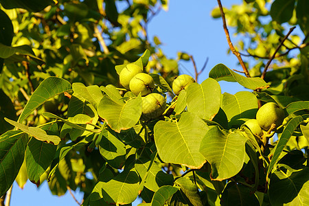 绿色未成熟的核桃挂在树枝上 绿叶和未成熟的核桃 绿色果壳中的生核桃 核桃的果实图片