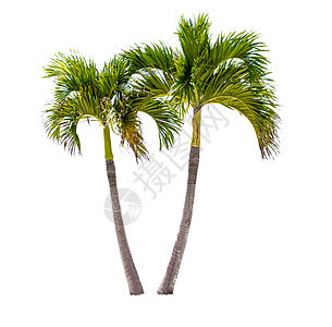 两棵椰子棕榈树 白底被孤立图片