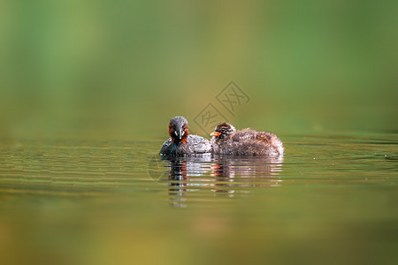 小格里贝家庭游泳 同时在池塘中吃饭翅膀水鸟眼睛沼泽荒野成人羽毛反射野生动物支撑图片
