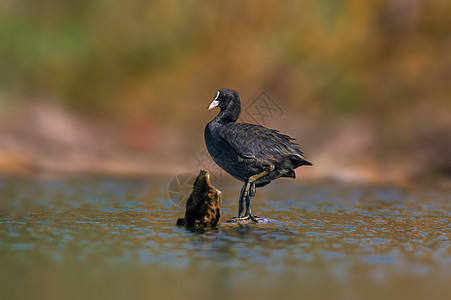在池塘上做光浴荒野水鸟动物成人沼泽羽毛游泳动物群翅膀水禽图片