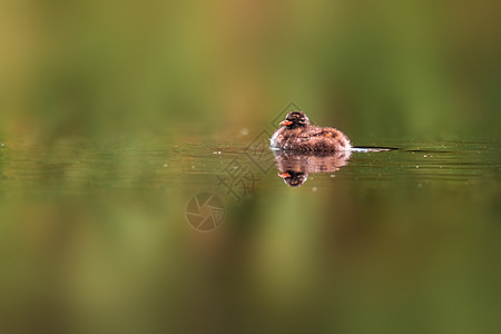 在池塘上游泳的年轻小格里贝小鸡荒野野生动物沼泽动物群水禽反射成人翅膀湿地动物图片